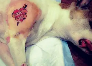 Tatuagem e piercing em pets agora são crimes com pena de reclusão no Brasil