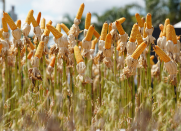 Tecnoshow 2026 aposta em inovação com novo pavilhão tecnológico em Rio Verde