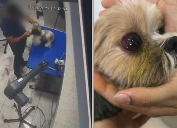 Tosador investigado por maus-tratos aparece agredindo outra cadela em novo vídeo em Aparecida de Goiânia