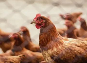 Trabalhador com sintomas gripais é monitorado após contato com aves com gripe aviária em RS