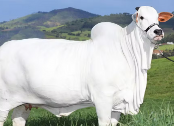 Vaca nelore goiana atinge R$ 21 milhões e conquista recorde mundial