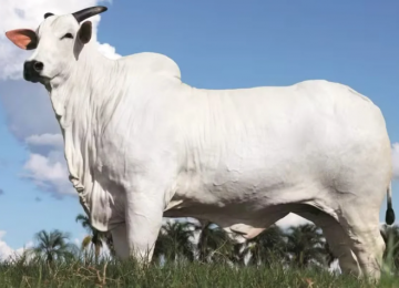 Vaca nelore bate recorde mundial e é avaliada em R$ 54 milhões em leilão no Paraná