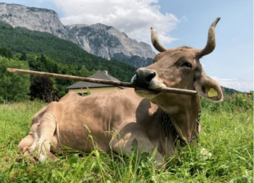 Vaca surpreende cientistas ao usar vassoura para se coçar na Áustria