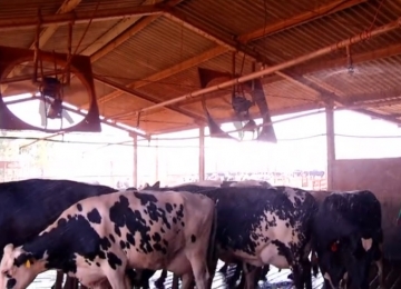 Produtores goianos buscam meios para auxiliar o gado a se refrescar no calor