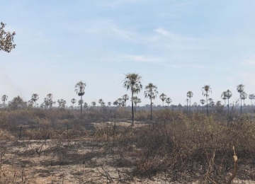 Incêndio no Pantanal do MS já destruiu 122 mil hectares
