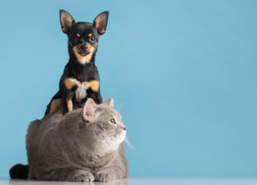 Verde Vida Animal: Rio Verde anuncia programa gratuito de castração para cães e gatos