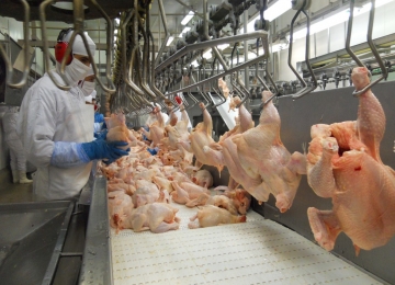 Exportações de carne de frango chegam a 150,5 mil toneladas