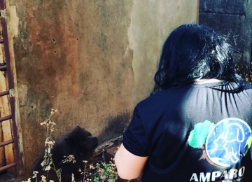 Polícia Civil encontra animais com sinais de maus-tratos em Rio Verde