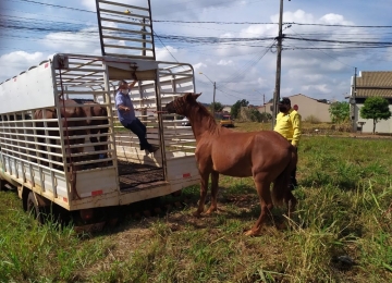 Cavalos soltos nas ruas de Rio Verde são resgatados pela AMT