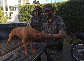 Homem é preso em Rio Verde após atirar em cachorro alegando que o animal o incomodava