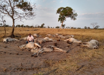 Frio repentino no país causou morte em cerca de 100 cabeças de gado no Mato Grosso