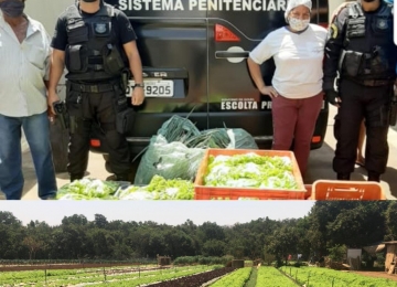 CIS de Rio Verde doa hortaliças cultivadas por detentos ao ABAL