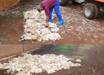 Produtor rural de Rio Verde estima perda de 10 mil frangos após ficar 36 horas sem energia elétrica