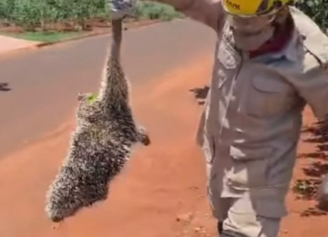 Bombeiros resgatam ouriço-cacheiro em Rio Verde 