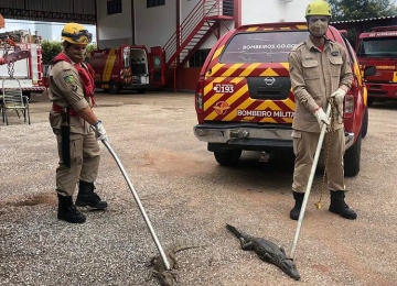 Bombeiros resgatam 59 jacarés de lagoa em cidade goiana
