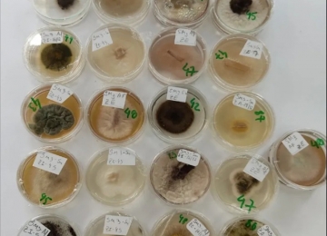 Dois novos fungos são descobertos no cerrado goiano pela UEG