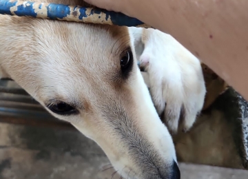 Cadela resgatada pela PC após sofrer maus-tratos em Rio Verde está para adoção