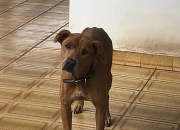 Tutor de cachorro é preso em Goiás por maus-tratos