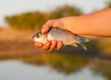 Pesquisa detecta substância tóxica em peixes capturados em córrego de Goiás
