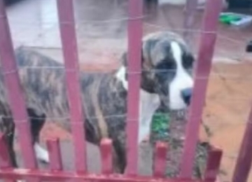 Idoso é preso por suspeita de zoofilia contra cadela