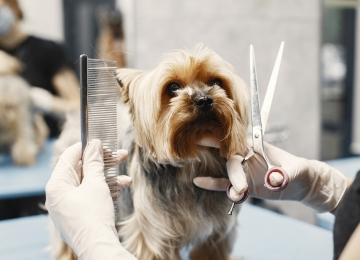 Último dia: inscrições para curso gratuito de Banho e Tosa encerram nesta terça-feira (14)