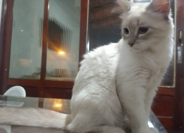 Felina domestica é o 1º primeiro caso confirmado de Covid-19 no Brasil
