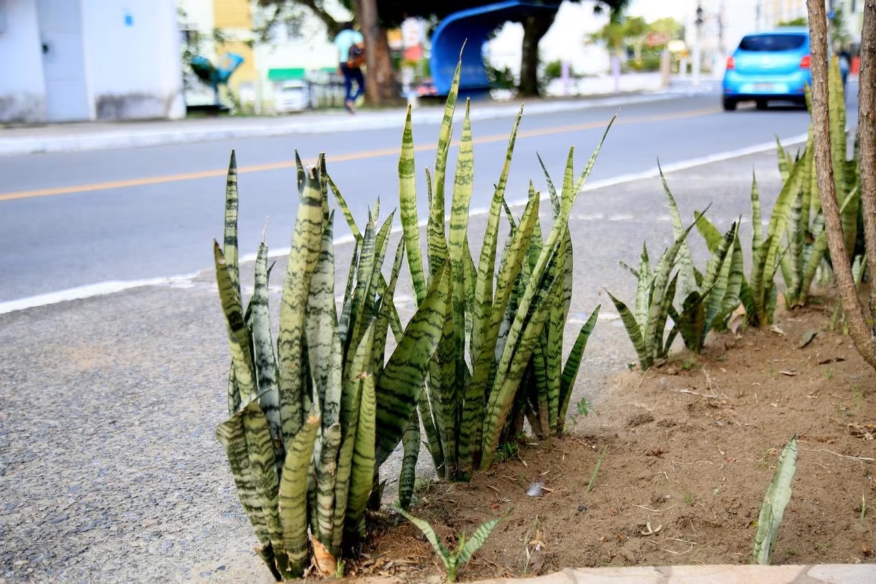 SES-GO divulga que Goiás registrou 98 casos de intoxicação por plantas em menos de três meses