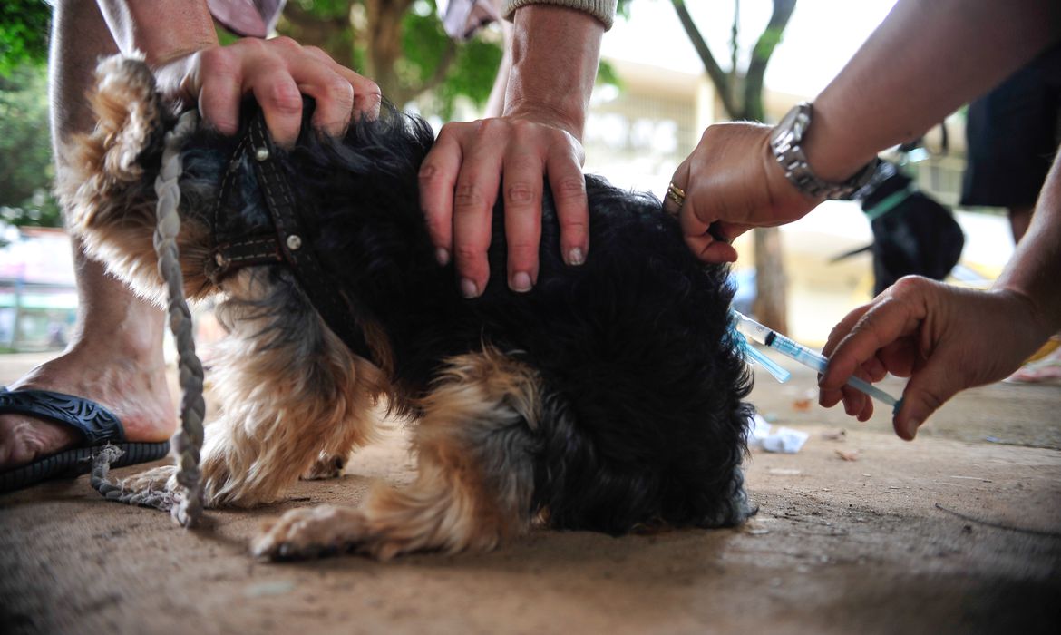  Caso de raiva canina é registrado em São Paulo após 40 anos sem notificação da doença 