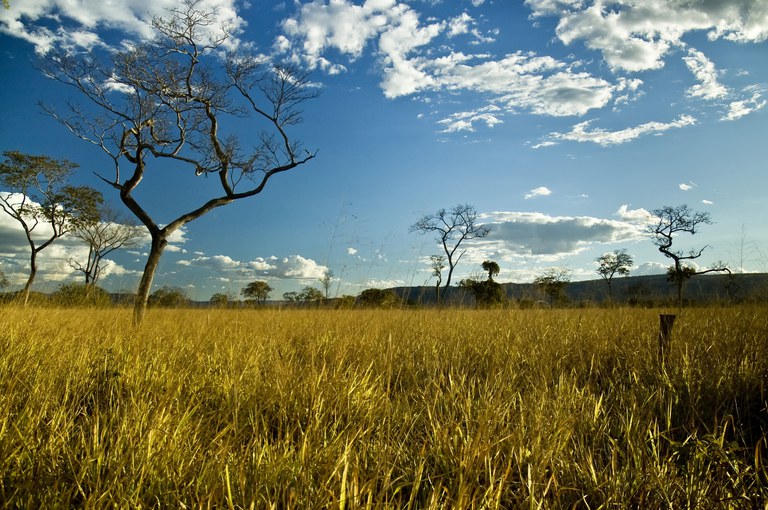 Cerrado é essencial para evitar racionamento de água e energia no Brasil 