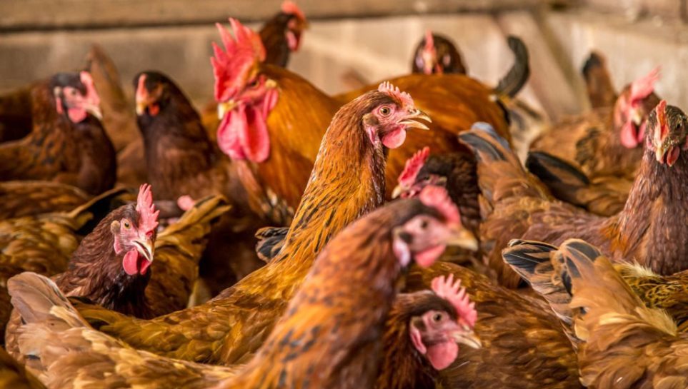 Agrodefesa anuncia novas medidas sanitárias para impedir a chegada da gripe aviária em Goiás