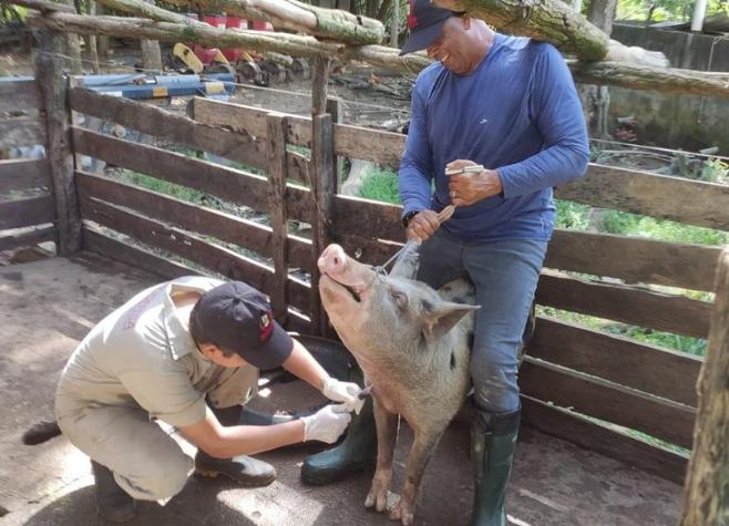 Agrodefesa realiza ações para manter Goiás livre da peste suína clássica