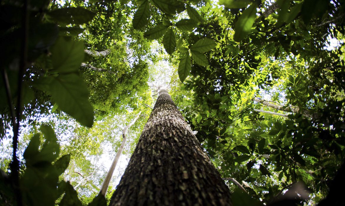 Alertas de desmatamento na Amazônia batem recorde para fevereiro
