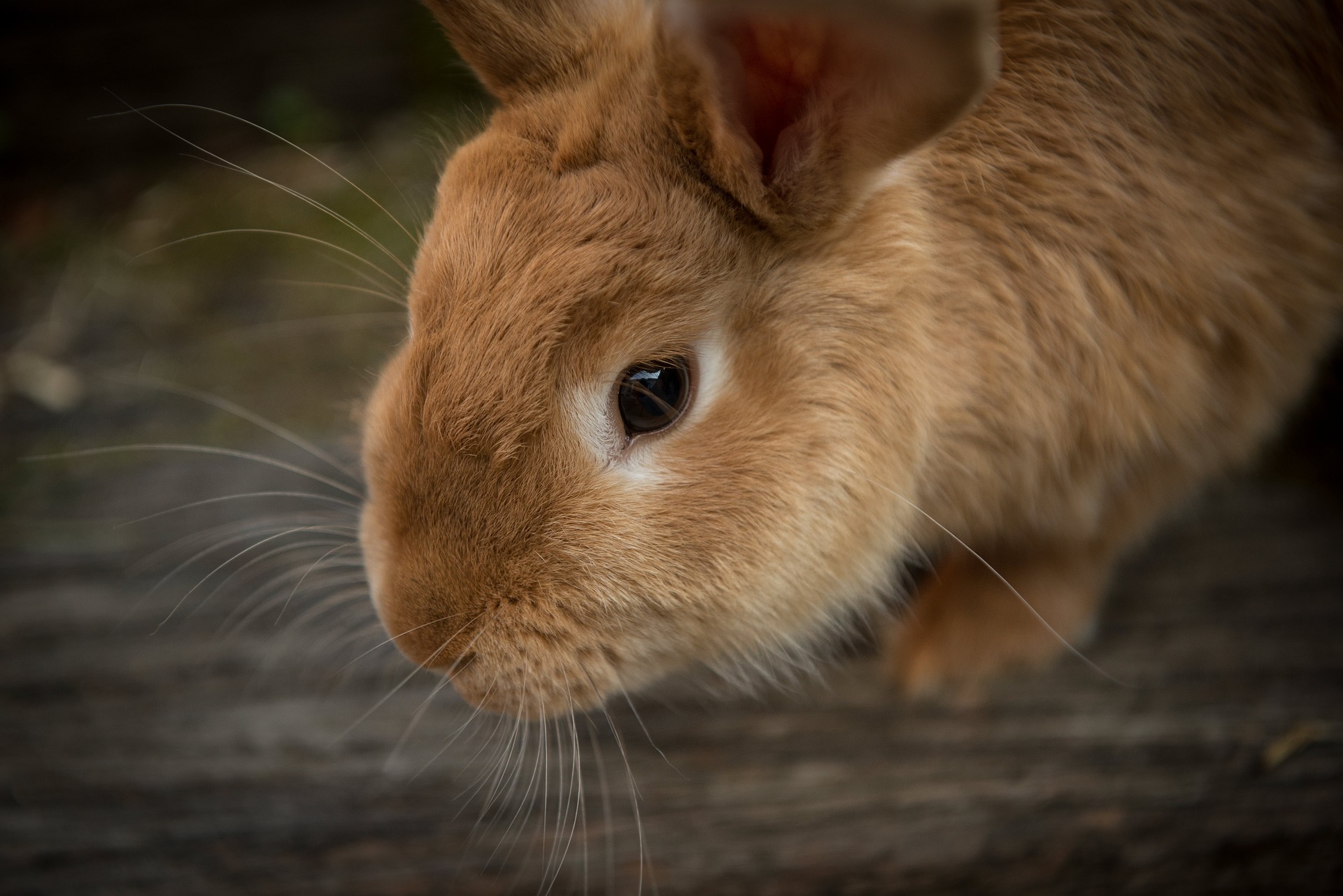 Governo publica resolução que proíbe o uso de animais em testes para cosméticos e perfumes