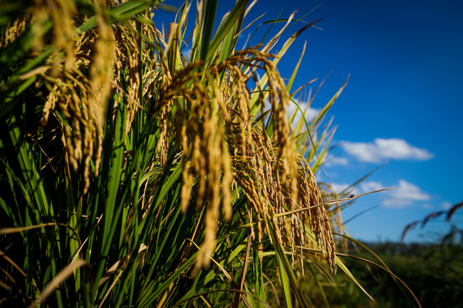 Embrapa anuncia novo cultivar de arroz que pode tornar Goiás autossuficiente