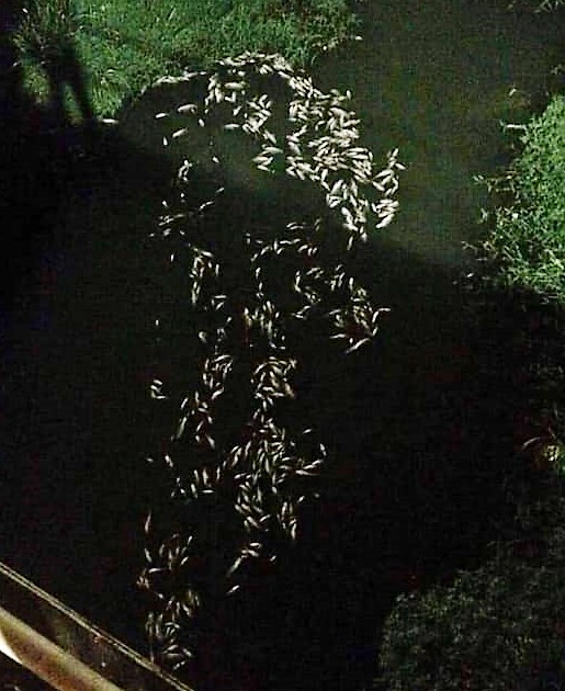 Prefeitura investiga caso de peixes mortos no Córrego do Sapo