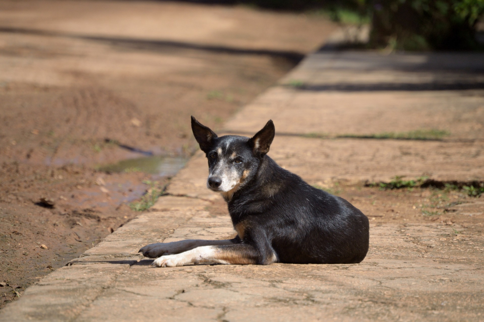 ESPECIAL: Abandono de animais se torna um risco populacional em Rio Verde