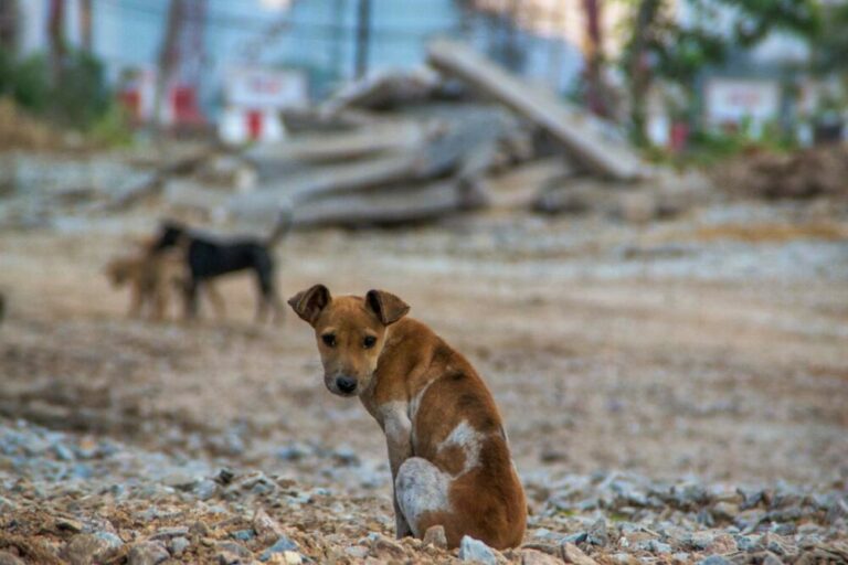 Pessoas estão sendo ameaçadas de alimentar animais de rua, diz OAB Goiás