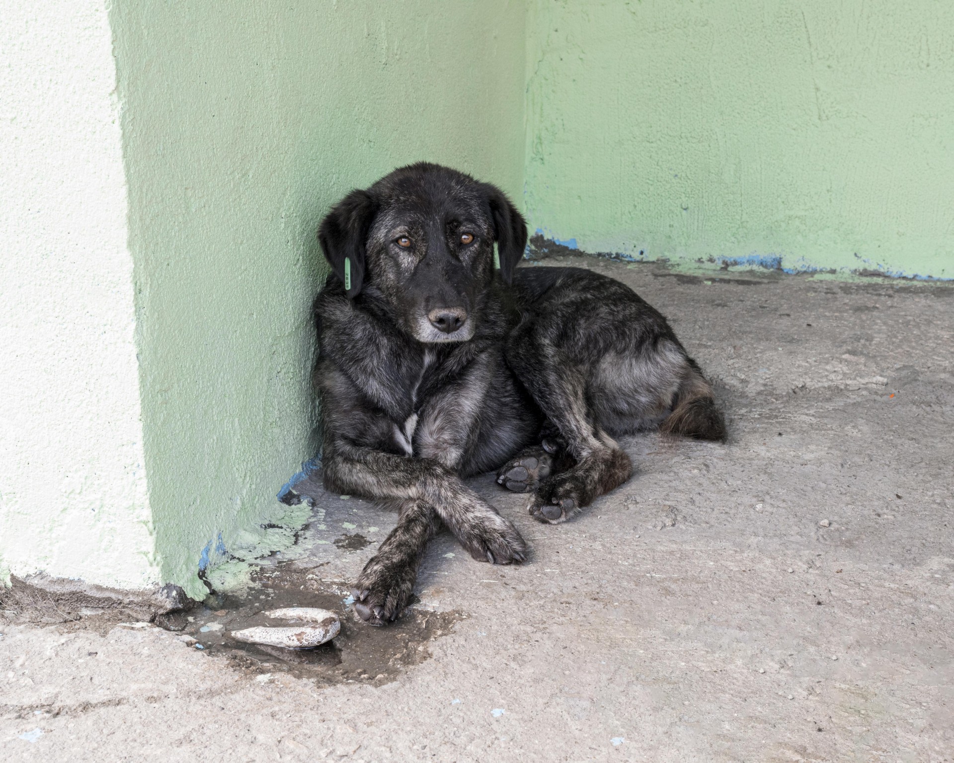 Coluna Cairo Santos: ANIMAIS ABANDONADOS É PROBLEMA NO BRASIL TODO