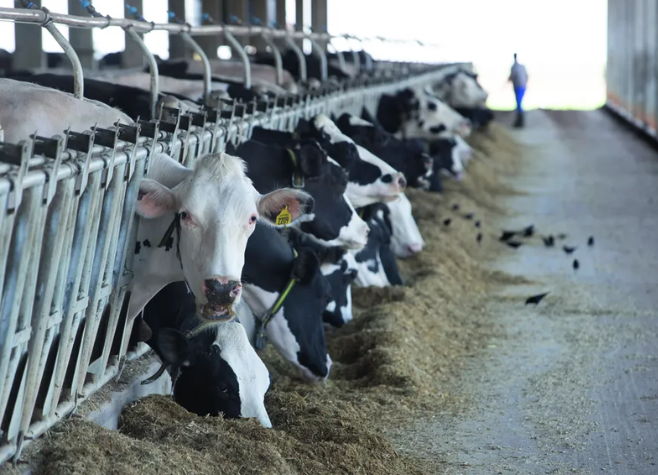 Caiado se reúne com produtores em Goiânia para soluções sobre crise da pecuária leiteira