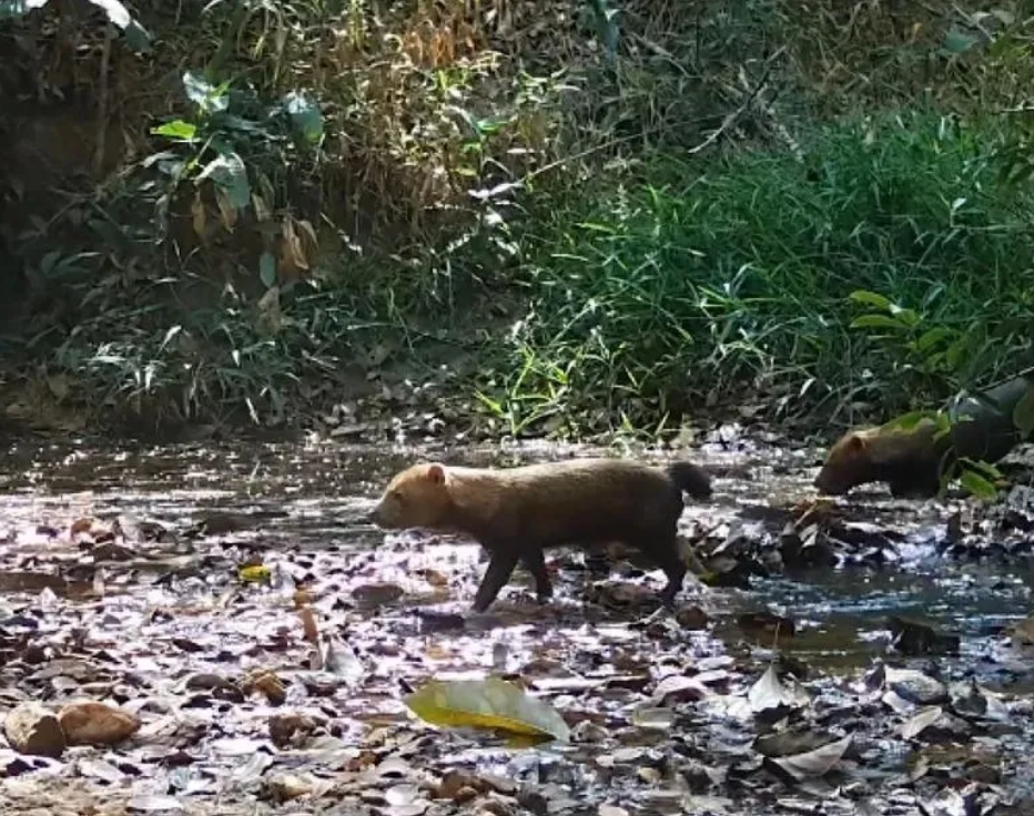 Conheça o cachorro-vinagre, animal raríssimo em extinção visto em reserva de GO