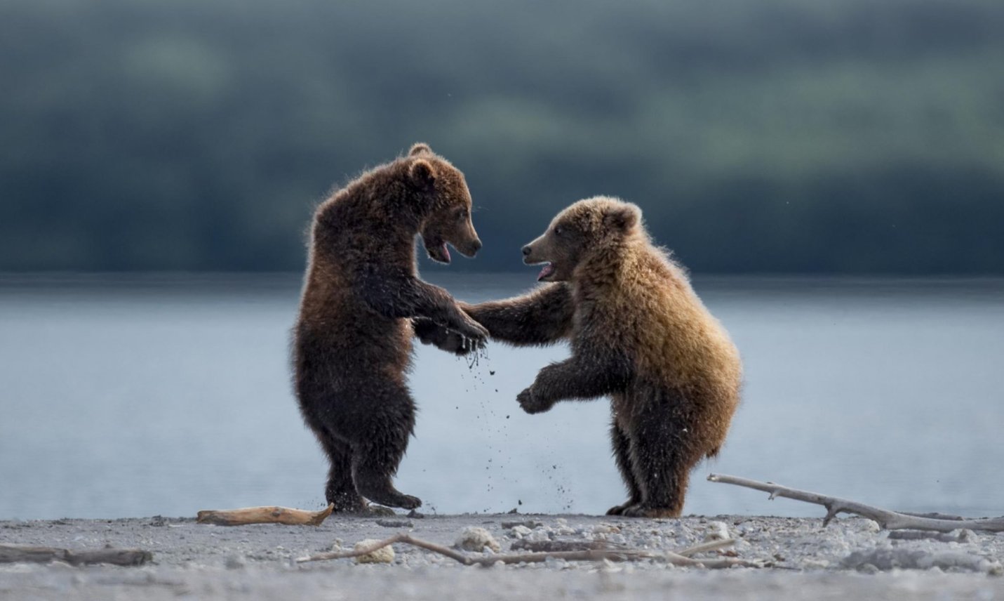 Comédia da vida selvagem: concurso premia as melhores fotos de animais 