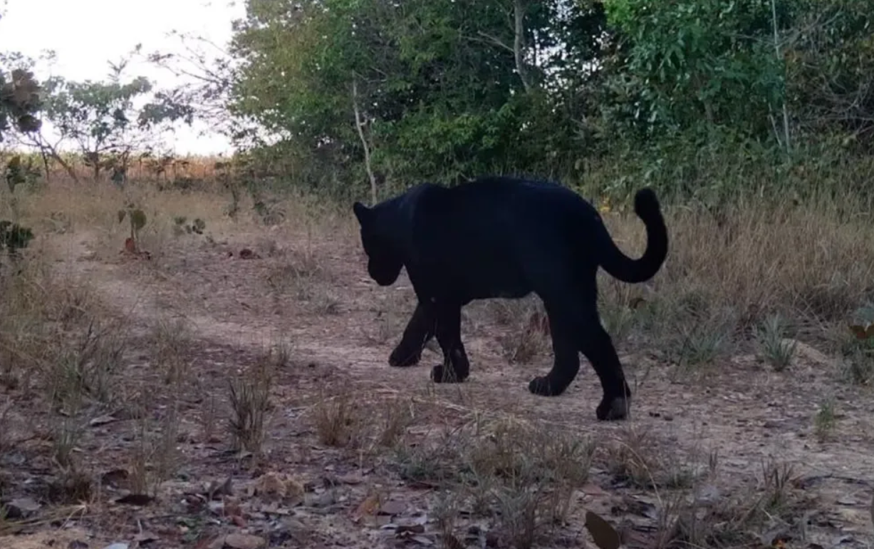 Onça-preta é vista pela primeira vez em reserva de Goiás