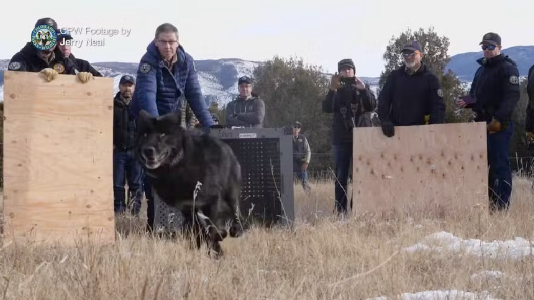 Lobos são soltos pela primeira vez em montanhas do Colorado, nos EUA: assista ao vídeo