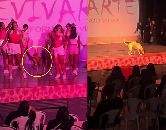 Caramela invade palco durante apresentação de dança e rouba a cena no final