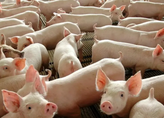 Carne suína deverá entrar no cardápio da merenda escolar em Goiás