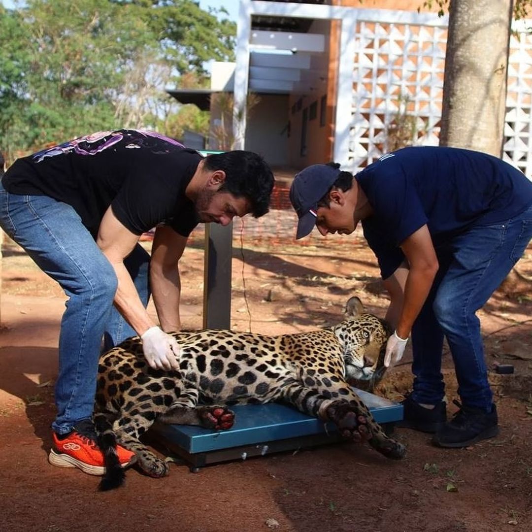 Queimadas: Milhares de animais sofrem e morrem no Pantanal