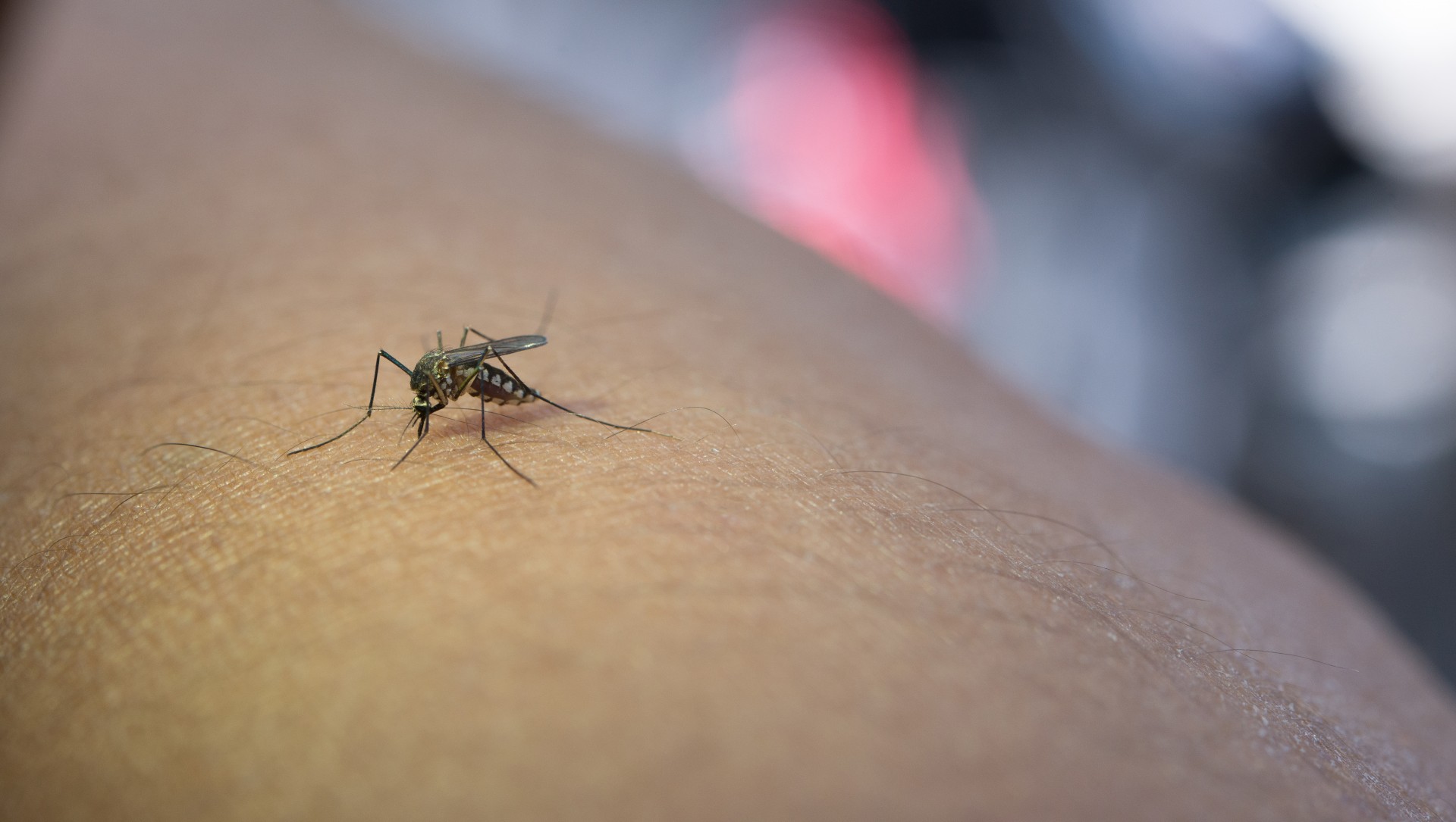Goiás registrou mais de 65 mil casos de dengue e 38 óbitos da doença em 2023