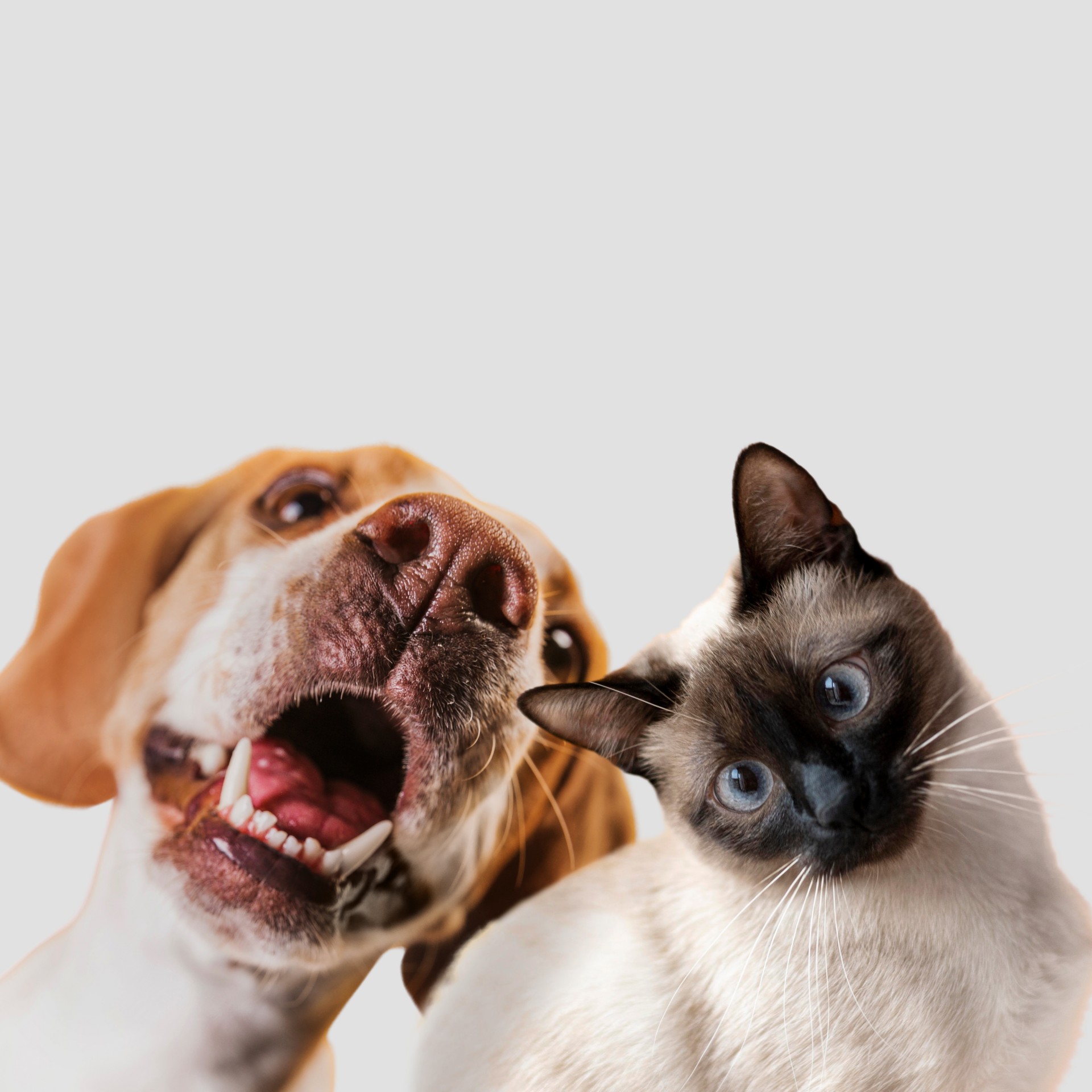 Cães e gatos devem ser registrados obrigatoriamente em Goiás