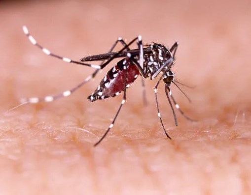 Dengue: Brasil registra 191% de aumento e Goiás ocupa 1º lugar em confirmados e em 2º em óbitos pela doença