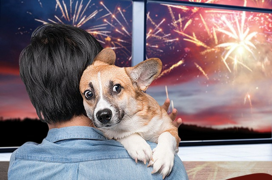 Fogos de artifício durante os jogos da Copa: como proteger o seu cão